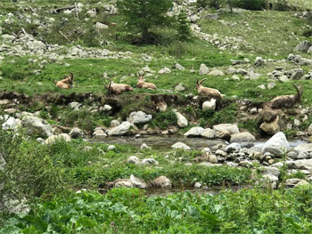 Bouquetins Gordolasque- Randonnée Mercantour